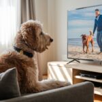 Is Your Dog Bored? 6 Simple Tricks to Keep Them Entertained