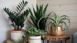 Four potted indoor plants sit on wooden stands in the corner of a room with light-colored walls. The greenery adds a fresh touch, perfectly complementing the best houseplans for stylish and inviting interiors.