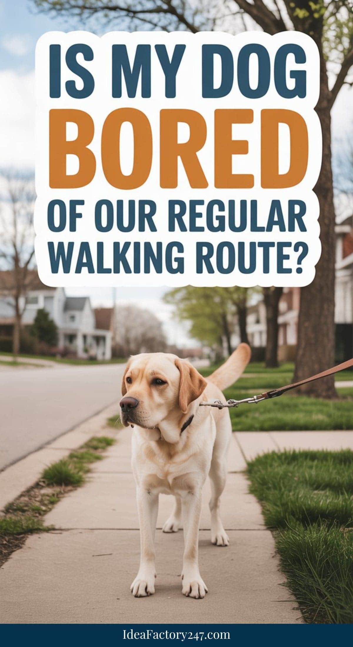 A yellow Labrador on a leash stands on a suburban sidewalk, looking to the side. Large text above reads, Is my dog bored of our regular walking route?.