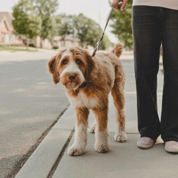 A person stands on a sidewalk holding a leash attached to a shaggy, brown-and-white dog; houses and trees line the street in the background.