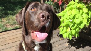 A happy brown dog with its mouth open and tongue out sits on a wooden deck next to bright green leafy plants, with sunlight shining on its face.