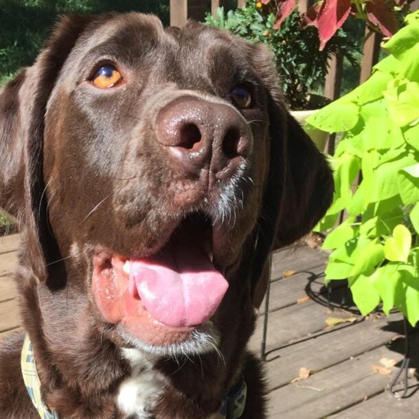 A happy brown dog with its mouth open and tongue out sits on a wooden deck next to bright green leafy plants, with sunlight shining on its face.