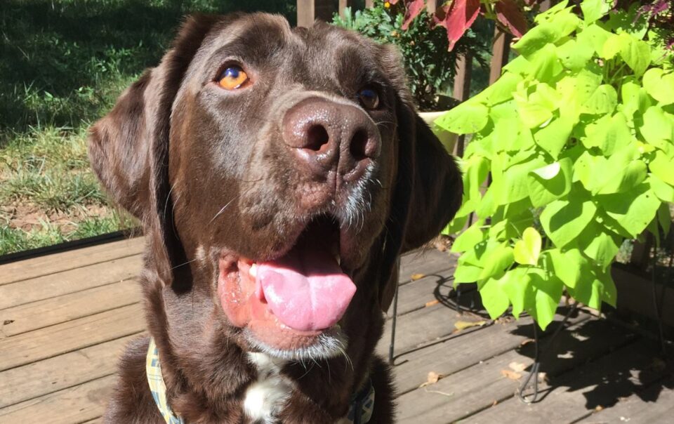 A happy brown dog with its mouth open and tongue out sits on a wooden deck next to bright green leafy plants, with sunlight shining on its face.