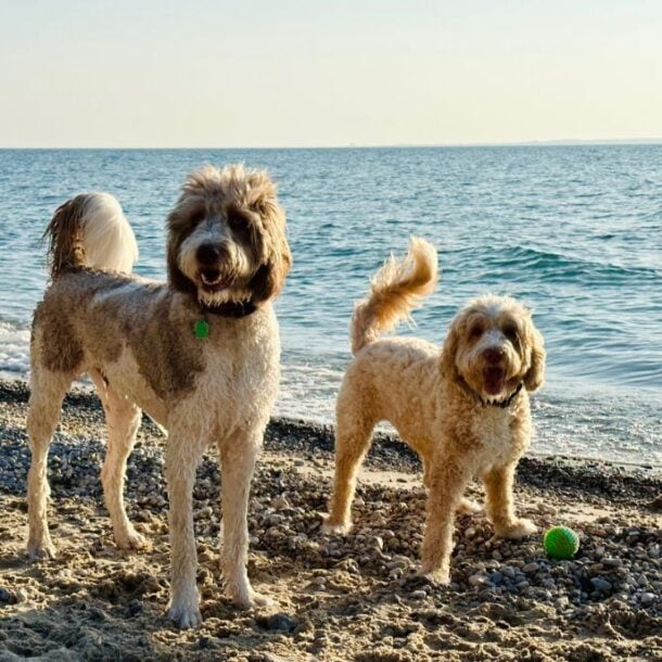 Two happy, curly-furred dogs stand on a sandy beach near the shoreline, the ocean behind them. One is slightly wet and a green tennis ball lies nearby—an idea factory of energy and playfulness by the waves.