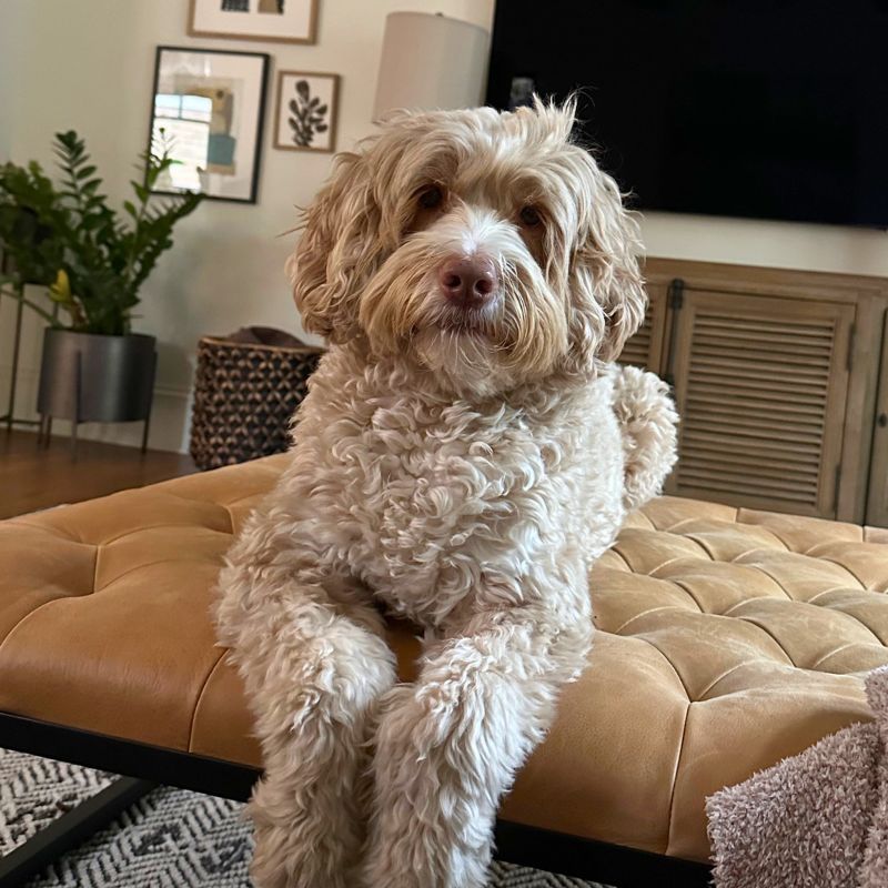 A fluffy, light brown dog with curly fur sits on a tan tufted ottoman in a cozy living room with plants, pictures on the wall, and a TV in the background.