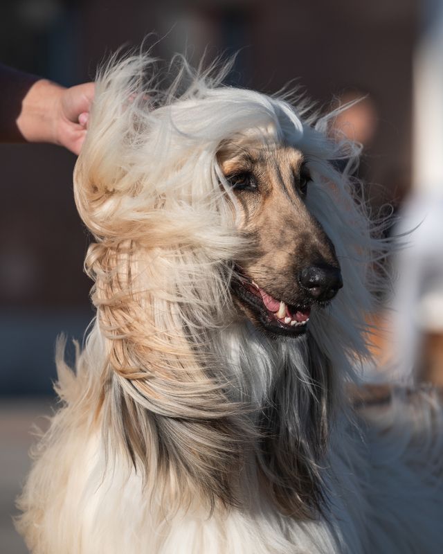 A long-haired Afghan Hound dog stands outside, its silky fur blowing in the wind while someone gently holds its ear.