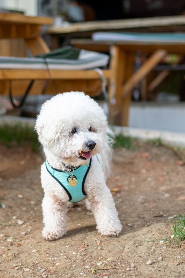 A fluffy white dog wearing a light blue harness stands outdoors on dirt, looking to the side with its tongue out. Picnic tables and green grass are in the background.