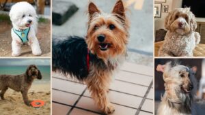 Collage of five different dog breeds: a white poodle, a small terrier, a curly-haired dog on a couch, a brown dog on the beach, and a long-haired dog with wind blowing its fur.