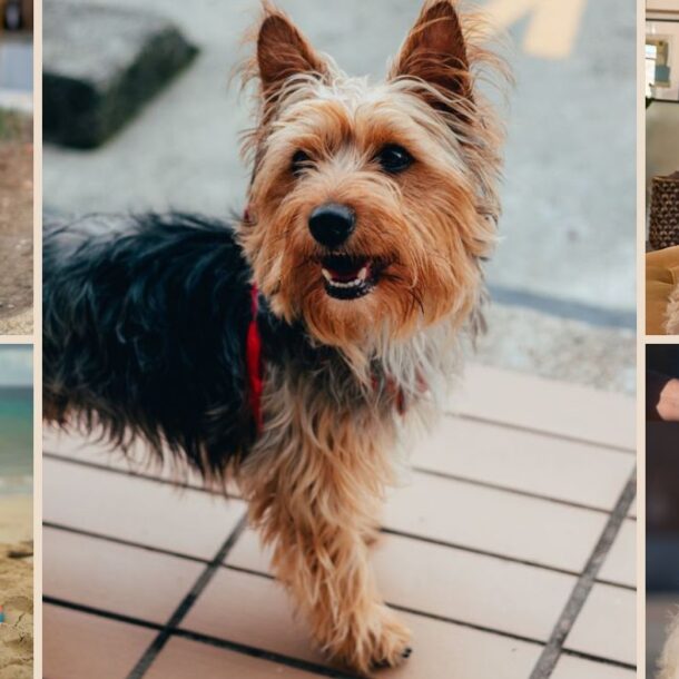 Collage of five different dog breeds: a white poodle, a small terrier, a curly-haired dog on a couch, a brown dog on the beach, and a long-haired dog with wind blowing its fur.