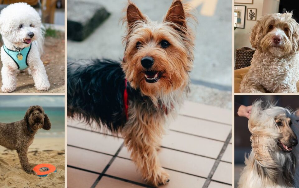 Collage of five different dog breeds: a white poodle, a small terrier, a curly-haired dog on a couch, a brown dog on the beach, and a long-haired dog with wind blowing its fur.