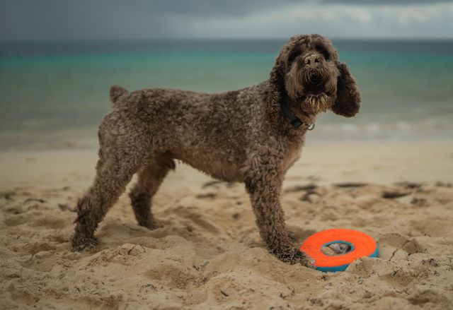 Curly brown dog stands on sandy beach near the ocean, with one paw on an orange and blue frisbee, under a cloudy sky.