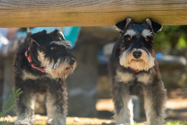 Two black and gray schnauzers with red collars, both celebrated as hypoallergenic dogs, stand outdoors peeking under a wooden fence, with greenery and blurred objects in the background.