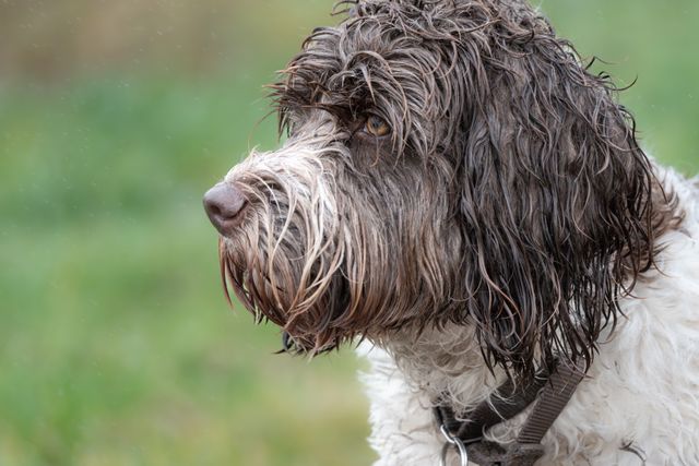A close-up side view of a wet, shaggy dog with brown and white fur—one known for being among hypoallergenic dogs—wearing a collar and standing outdoors on a green blurred background.