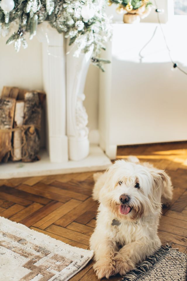 A fluffy white dog lies on a wooden floor near a fireplace with stacked logs and festive decorations. Sunlight shines in from a nearby window.