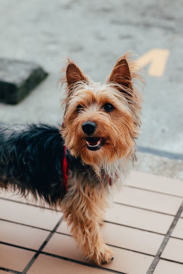 A small, fluffy brown and black dog with pointy ears stands on a tiled surface outdoors, looking up with its mouth slightly open.