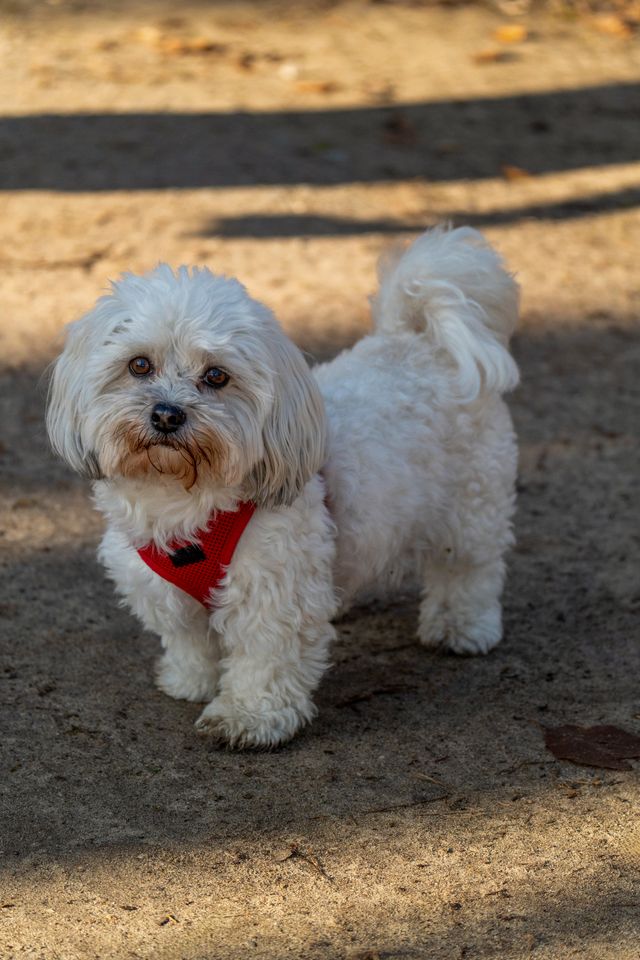 A small, fluffy white dog wearing a red harness stands on a dirt surface outdoors, looking up with a gentle expression. Shadows and scattered leaves are visible in the background.