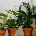 Best Bathroom Plants for Low Light and No Windows: Our Top Picks
