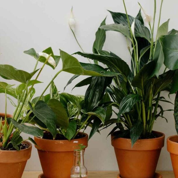 A collection of various green houseplants in terracotta pots arranged on a surface against a white wall.