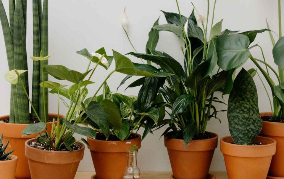 A collection of various green houseplants in terracotta pots arranged on a surface against a white wall.