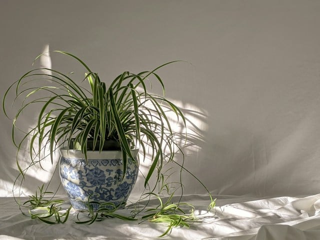 A spider plant in a blue and white patterned ceramic pot sitting on a white cloth surface.