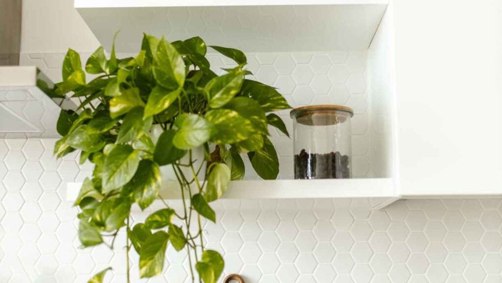 A trailing pothos plant and a glass jar filled with coffee beans sitting on a white kitchen shelf against a hexagon-tiled backsplash.