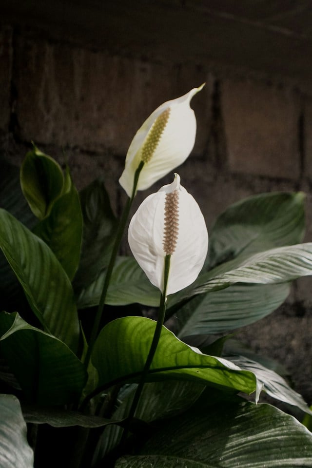 Two white peace lily flowers rising above dark green leaves.