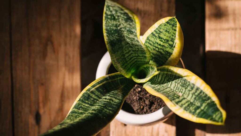 Top-down view of a snake plant with variegated yellow and green leaves in a white pot on a wooden surface.
