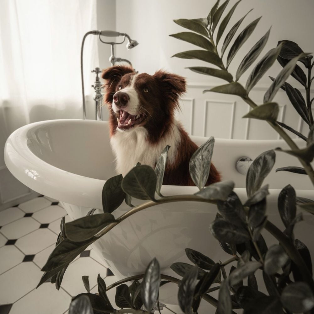A brown and white dog sitting in a white claw-foot bathtub behind a houseplant.